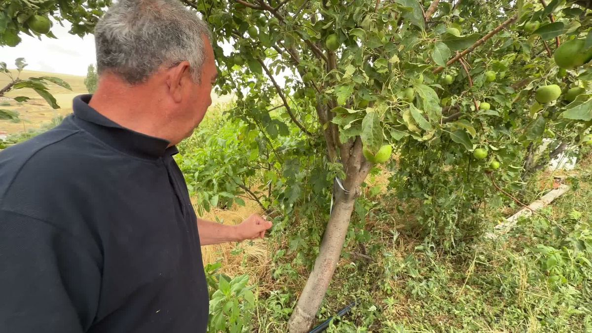 Yozgat’ta etkili olan dolu tarım alanlarına zarar verdi