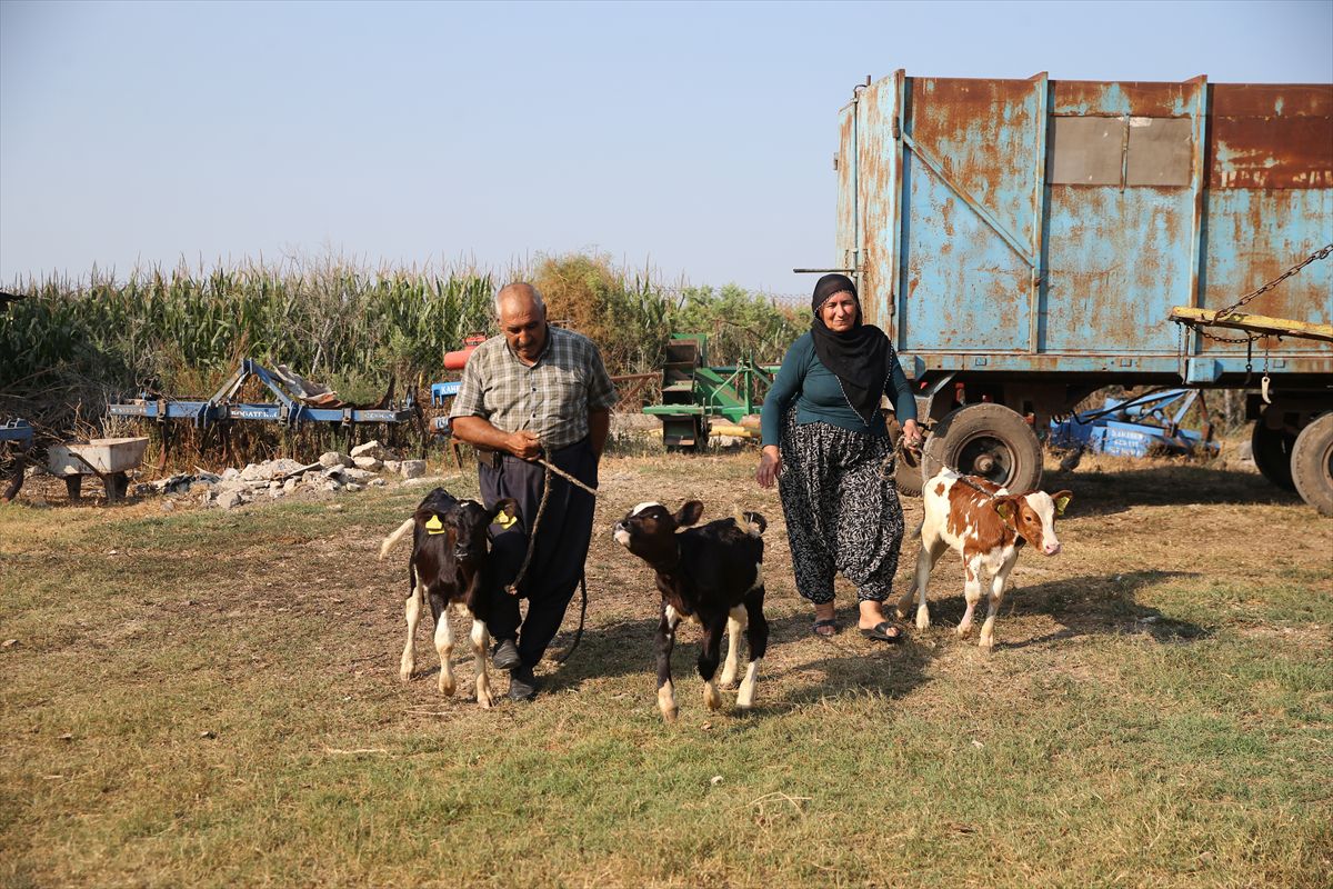 Adana'da inek üçüz buzağı doğurdu: 100 binde 1 görülen vaka