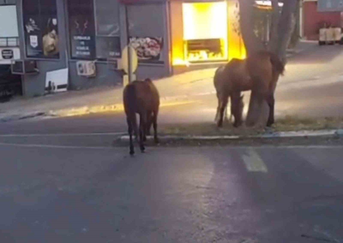 Tekirdağ'da başıboş atlar trafiği tehlikeye atıyor