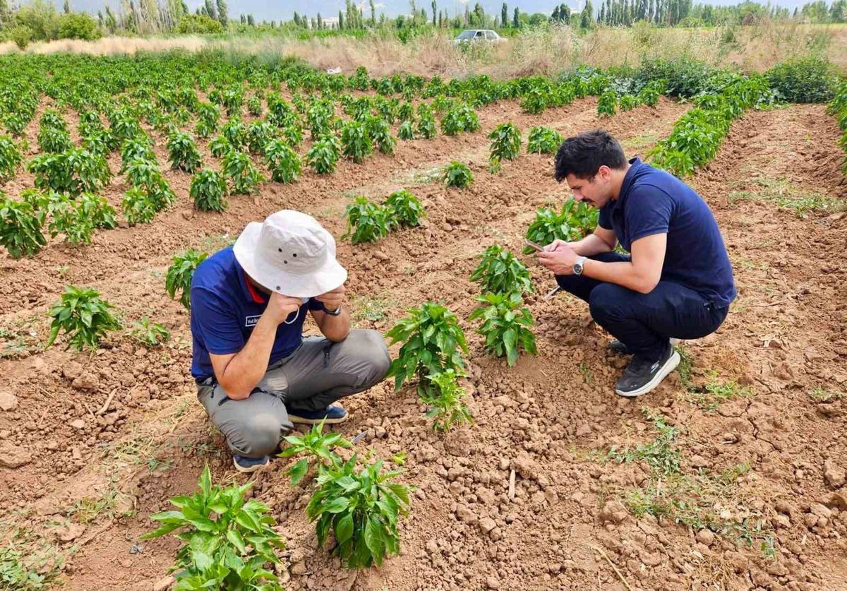 Başmakçı'da Sebze Üretim Alanlarında Hastalık ve Zararlı Kontrolleri Yapıldı