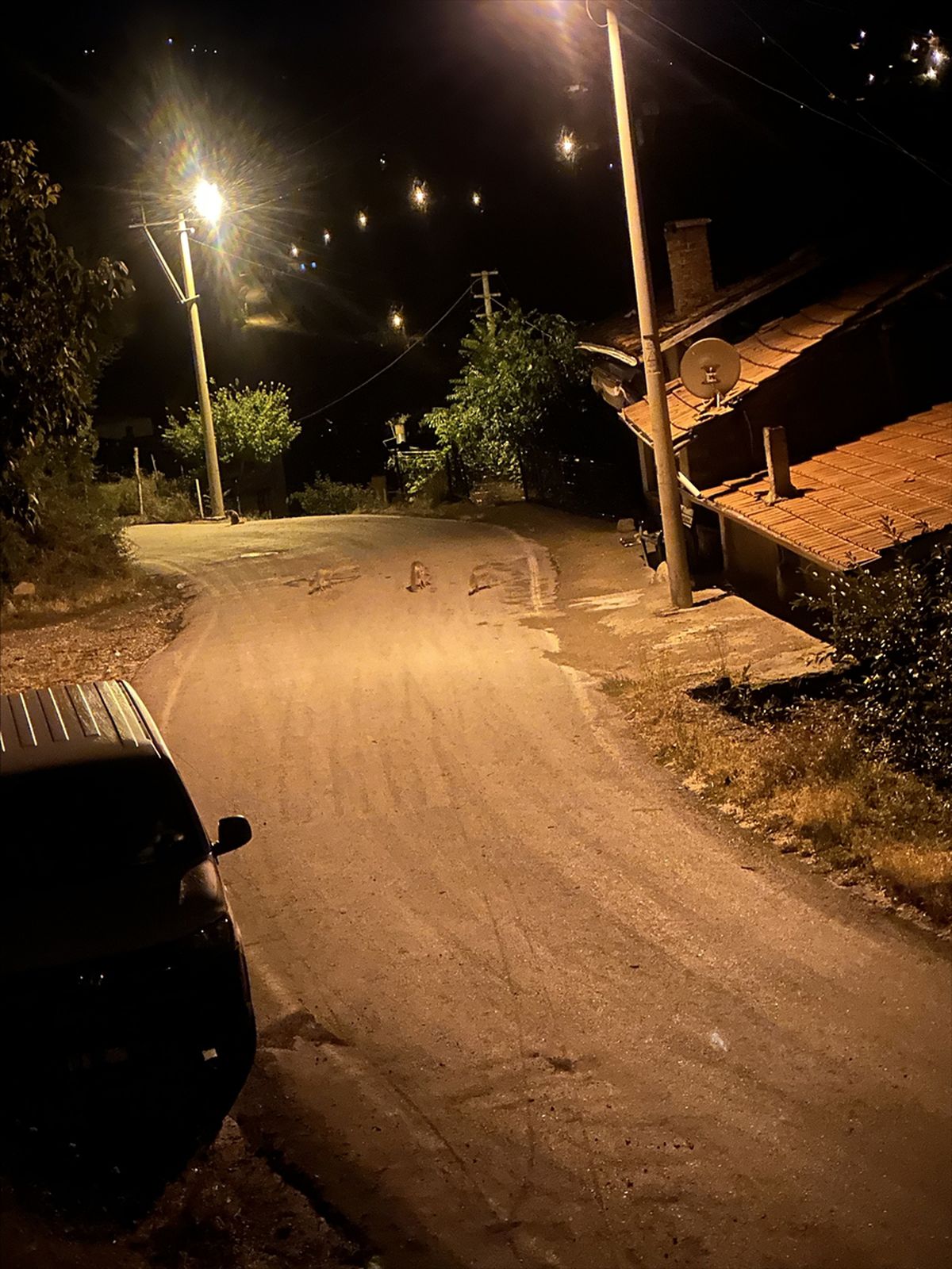 Çorum'da 4 tilki sokakta oynarken görüntülendi