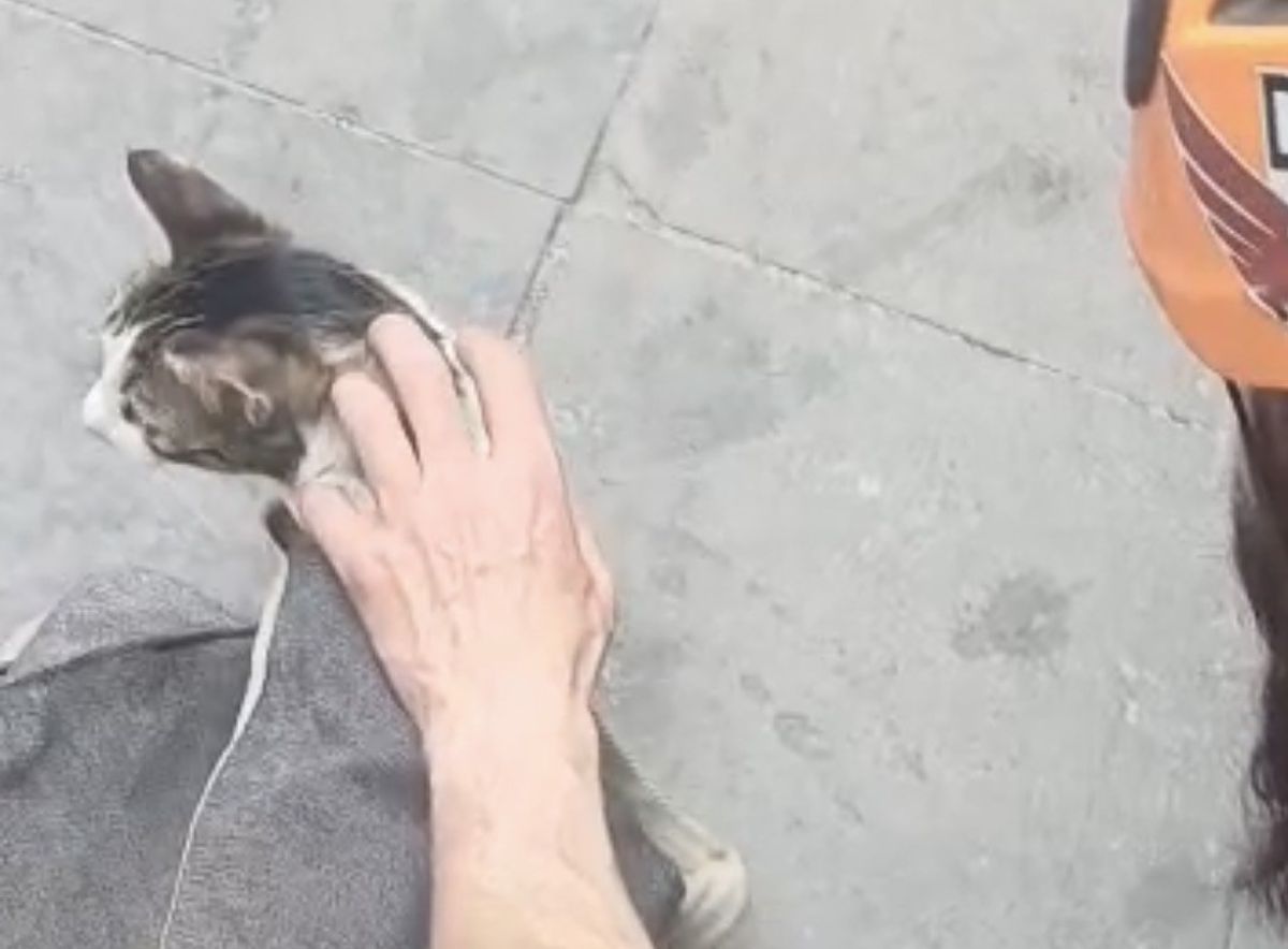 Eskişehir'de İki Bina Arasında Sıkışan Kedi, İple Erişim Tekniğiyle Kurtarıldı