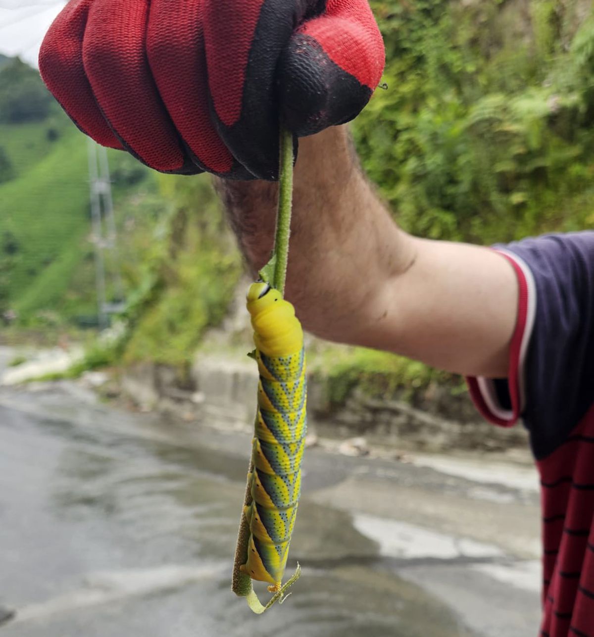 Rize'de 'Kuru Kafa Kelebeği' Panik Yarattı