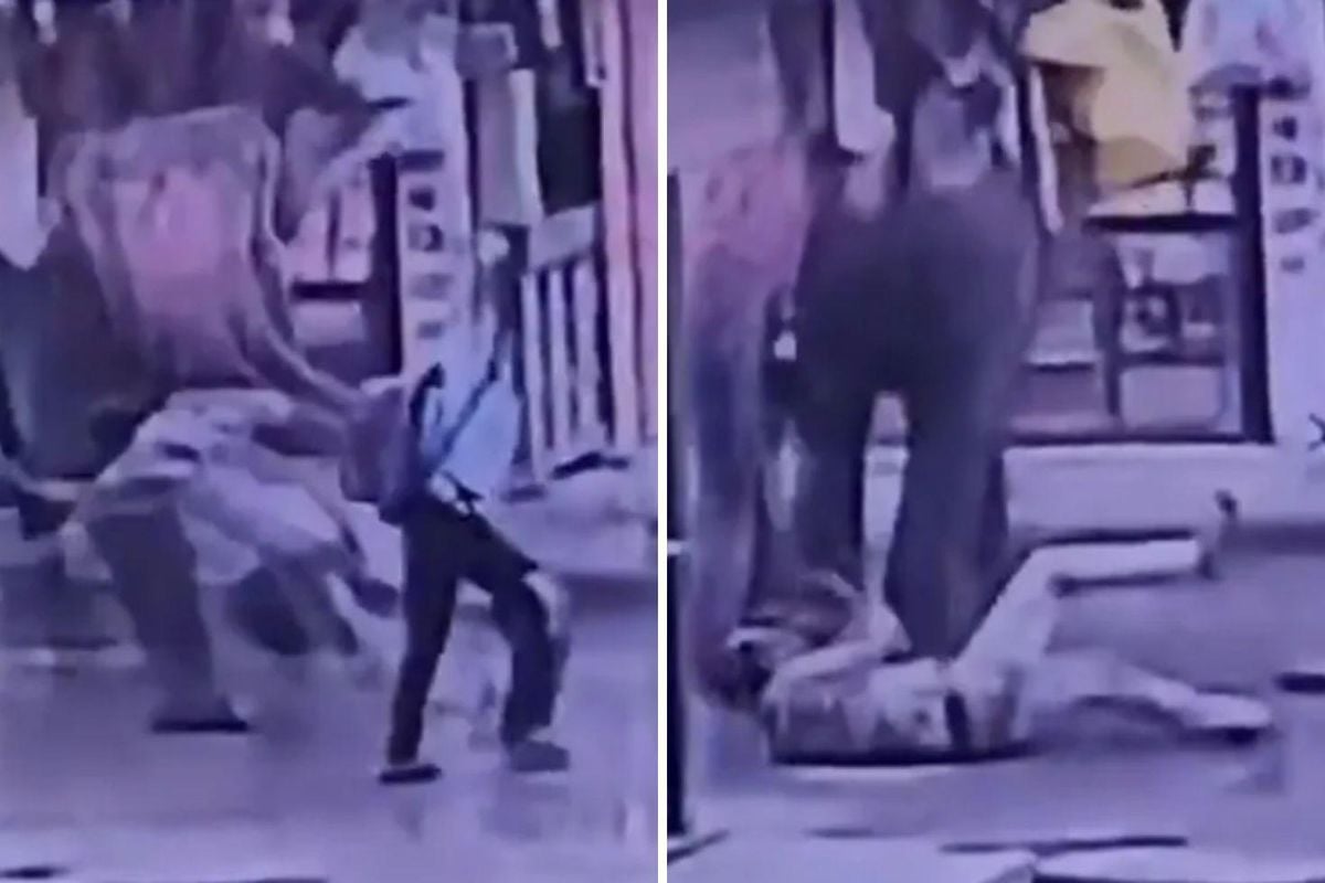 Elinden şeker yemişti! Fil Kendisine tatlı veren işçiyi ezerek öldürdü
