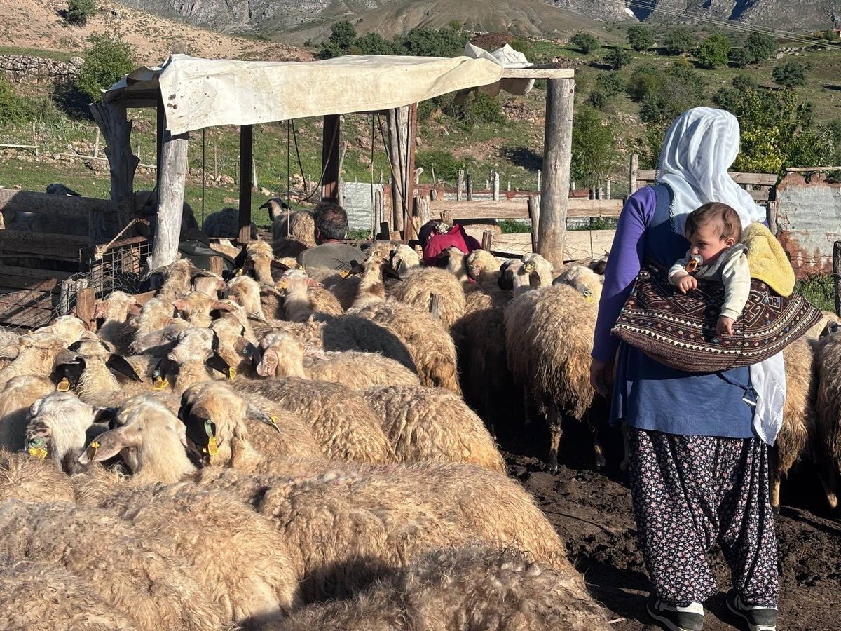 Erzincan Tulum Peyniri üretimi için hayvanların otladığı yayla görüntüsü.