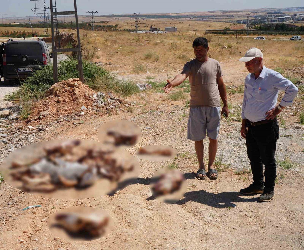 Gaziantep'te yol kenarına atılan at kafatasları şaşkınlık yarattı