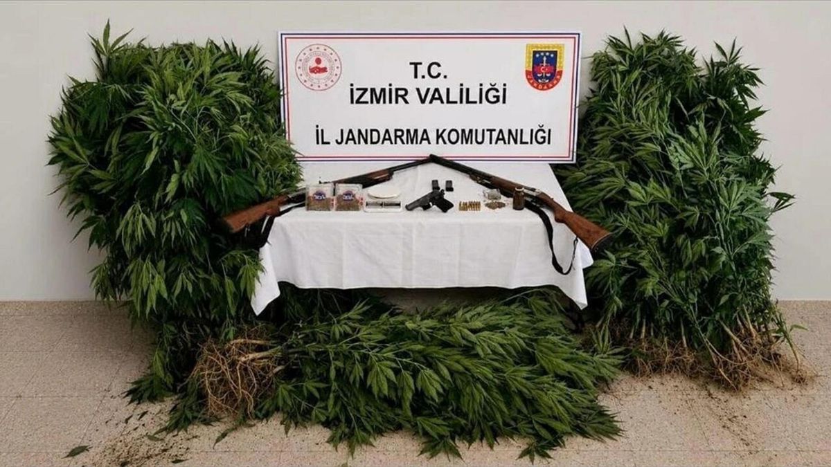 İzmir'in Ödemiş ilçesinde ormanda kenevir yetiştiren bir şüphelinin jandarma tarafından gözaltına alınması.