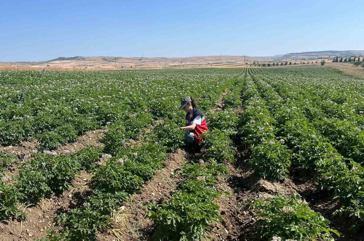 Kütahya'da patates üreticilerine bitki pasaportu uyarısı: Hastalık ve zararlılara karşı yumru kontrolleri başladı