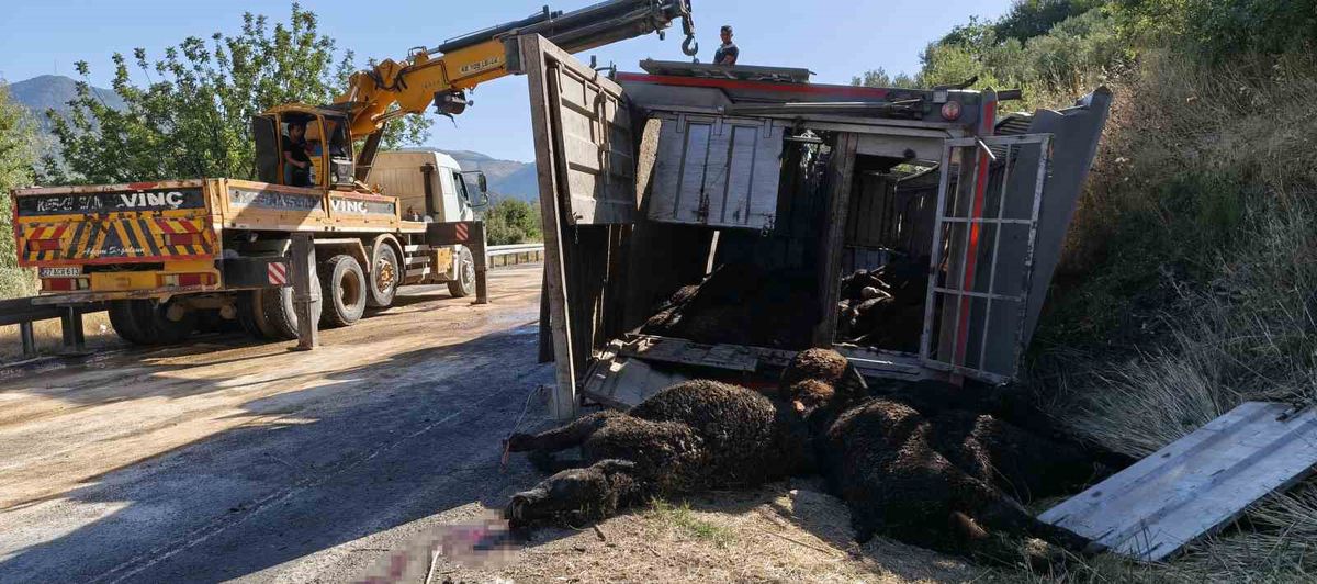 Silifke'de tır devrildi: Sürücü yaralı, onlarca hayvan telef oldu