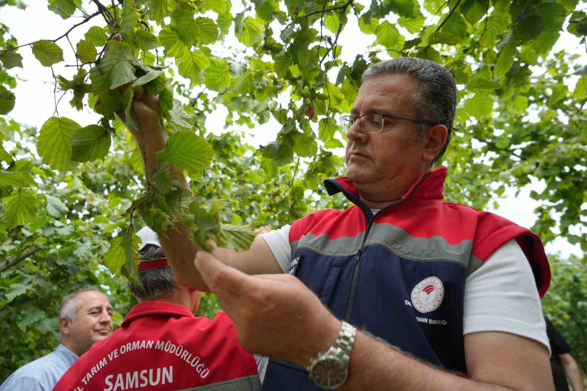 Samsun’da 2026 Yılı Fındık Rekolte Tahmini İçin Arazi Çalışmaları Tamamlandı