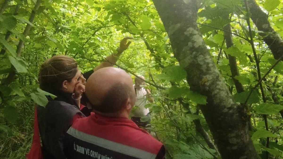 Sinop'ta Kahverengi Kokarca Zararlısına Karşı Samuray Arısı Salımı