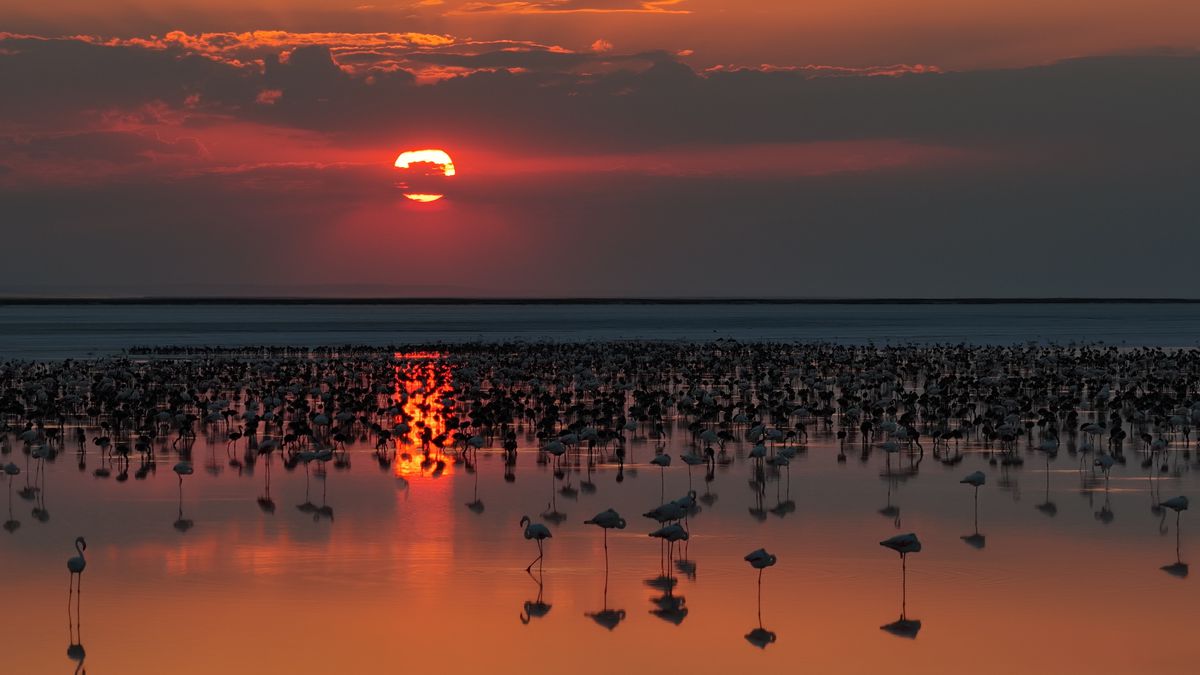 Tuz Gölü'nde flamingo yavrusu sayısı son 5 yılın rekorunu kırdı