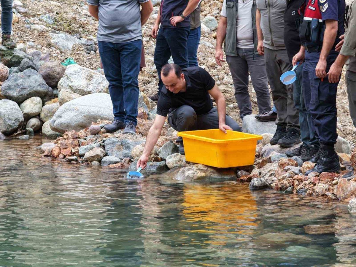 Artvin'in Murgul ilçesindeki derelere kırmızı benekli alabalık yavruları bırakılıyor.