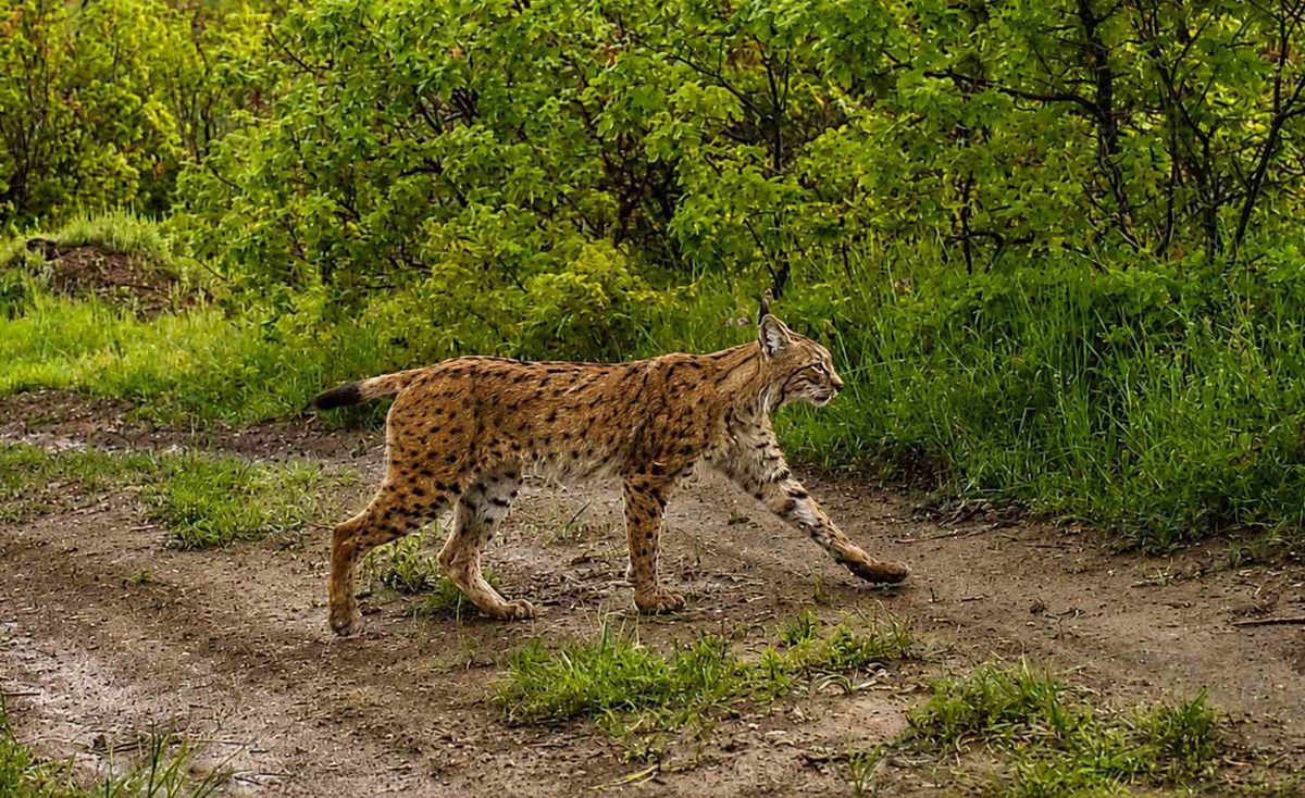 Fotokapanlar Kırıkkale'de Yaban Hayatını Görüntüledi