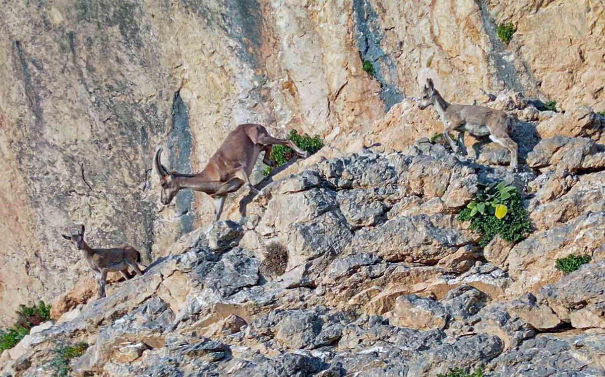 Van'ın Gürpınar ve Başkale ilçelerindeki dağlık arazilerde kaydedilen yaban keçisi ve diğer yaban hayvanları.