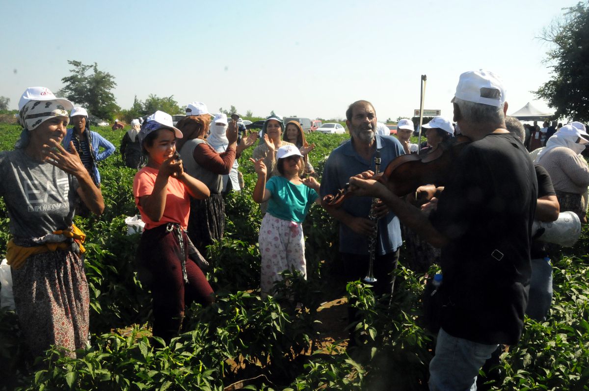 Edirne'de Karaağaç acı biberi hasadı oyun havalarıyla başladı