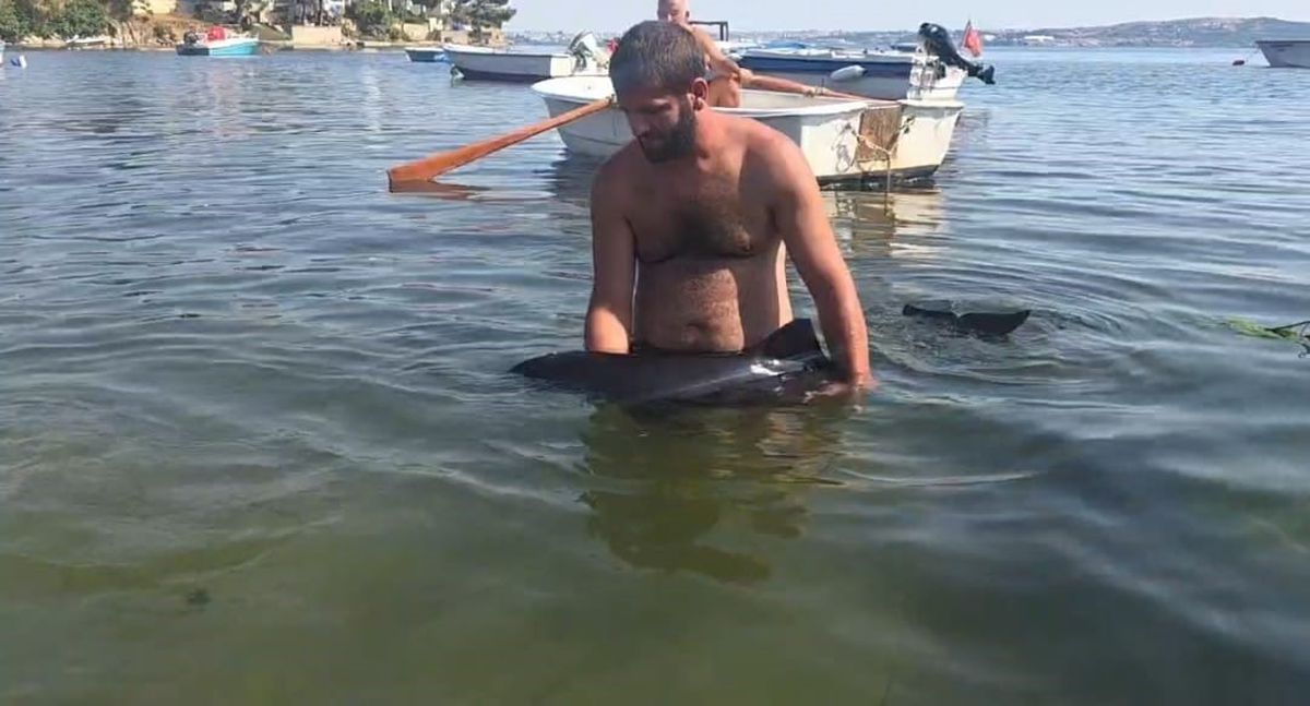 Erdek'te karaya vuran yavru yunus kurtarıldı
