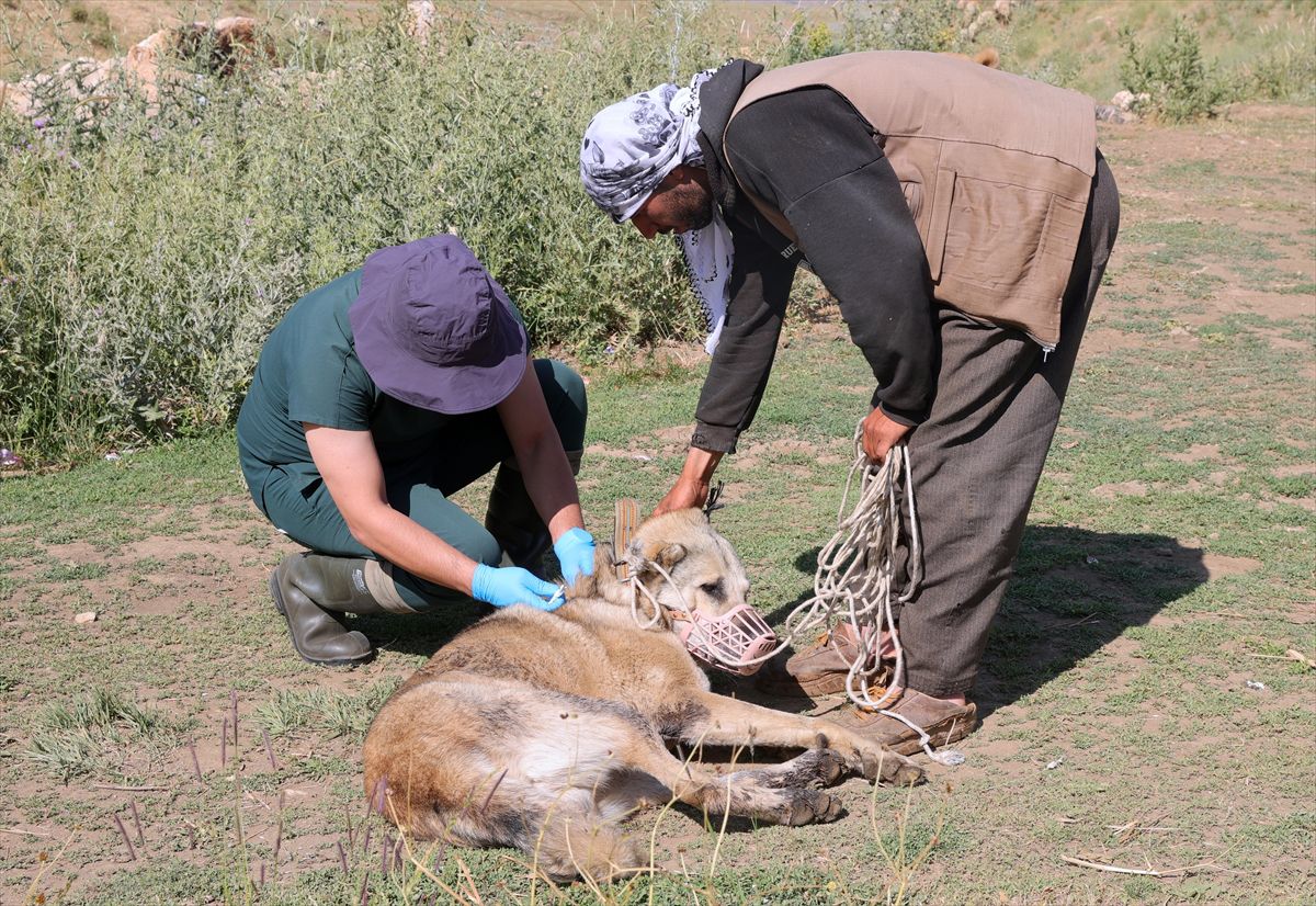 Hakkari'de bin sahipli köpek kimliklendirildi