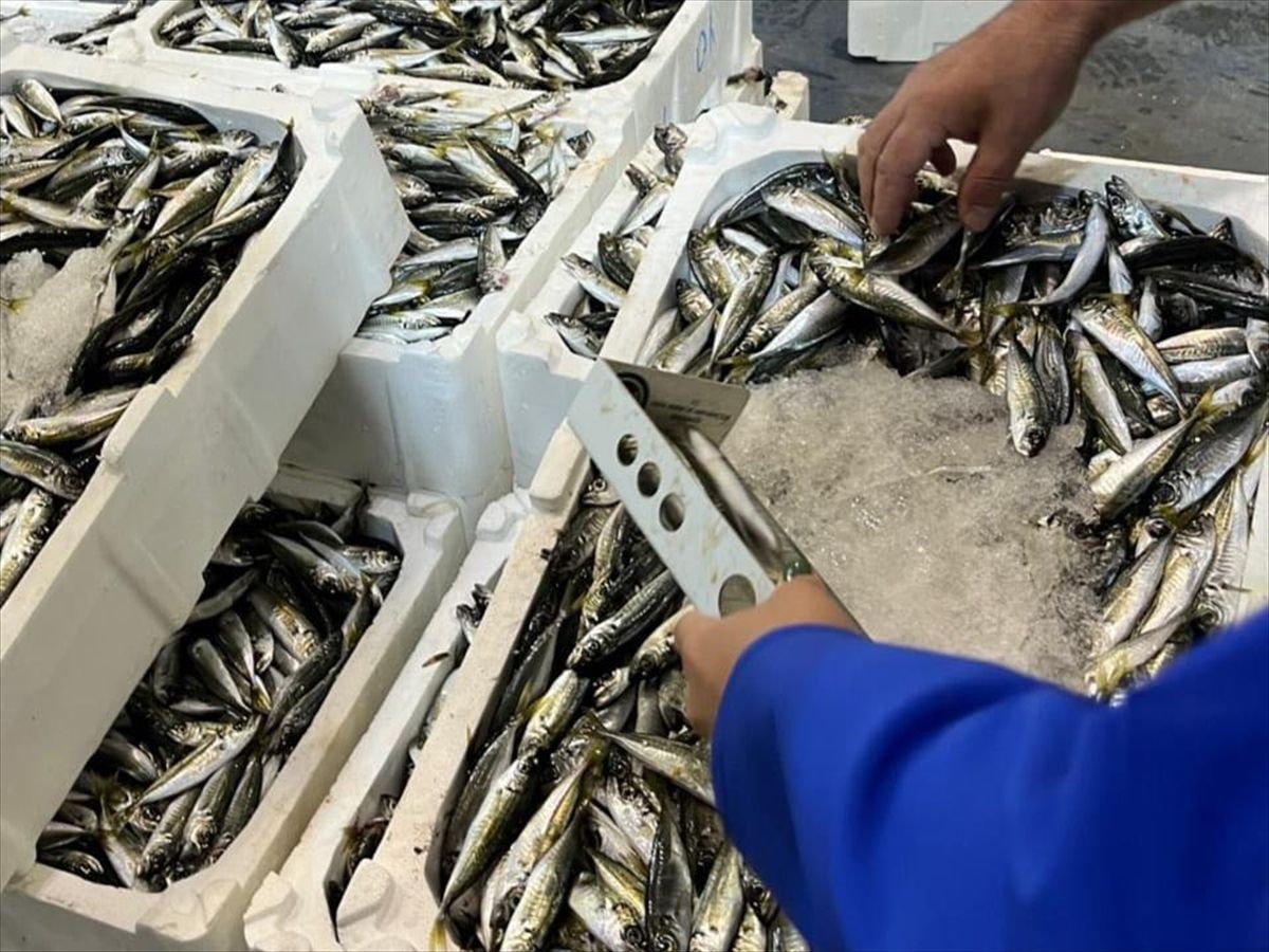 İzmir'de 241 kilo kaçak su ürününe el konuldu