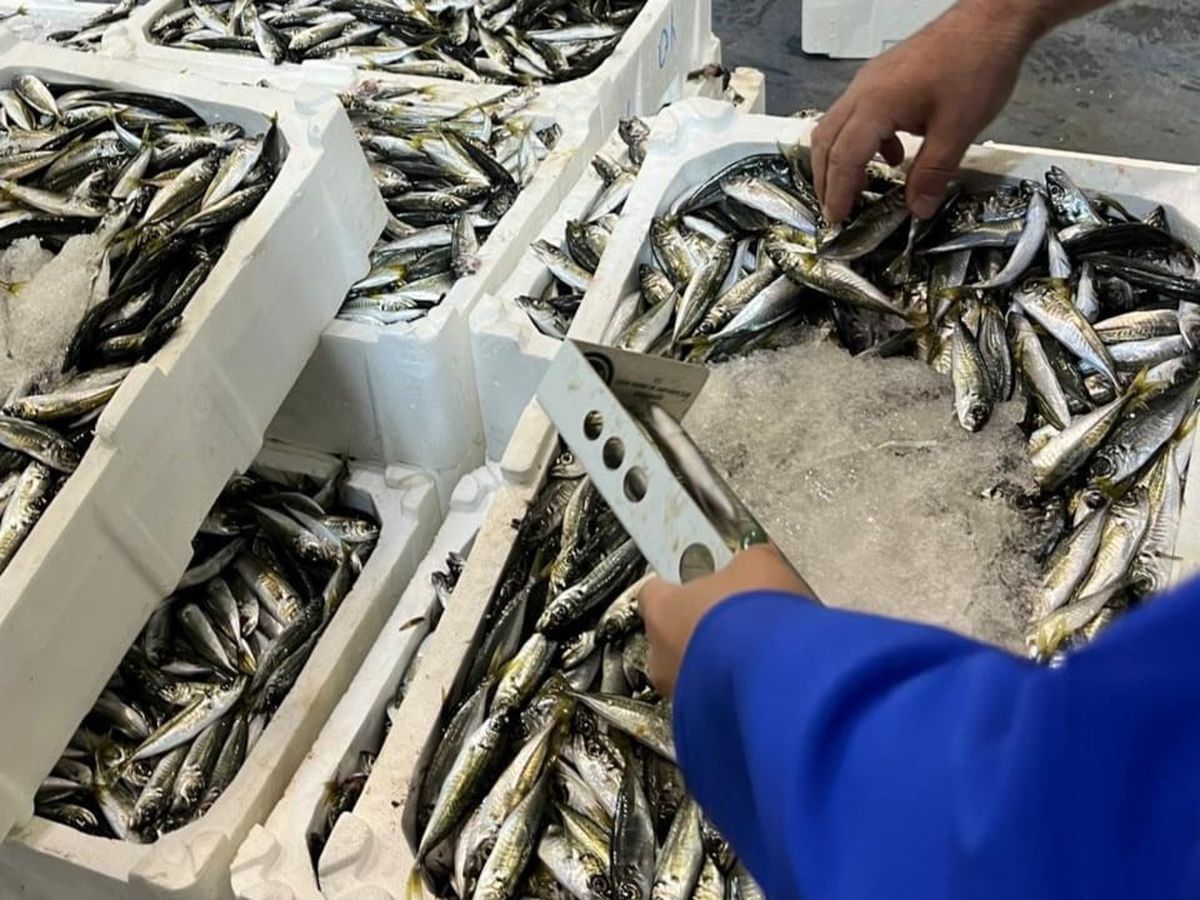 Buca Balık Hali'nde 241 kilogram kaçak su ürünü ele geçirildi