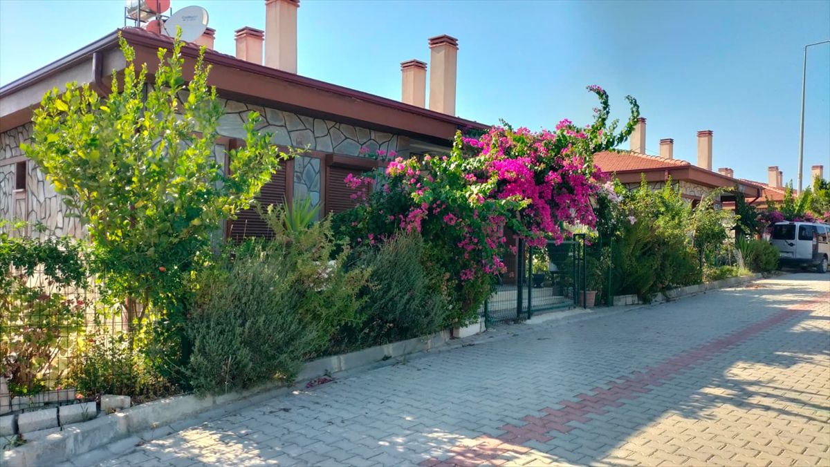 Manavgat'ta 5 yıl önce çıkan orman yangınının ardından yeşermeye başlayan ağaçlar.