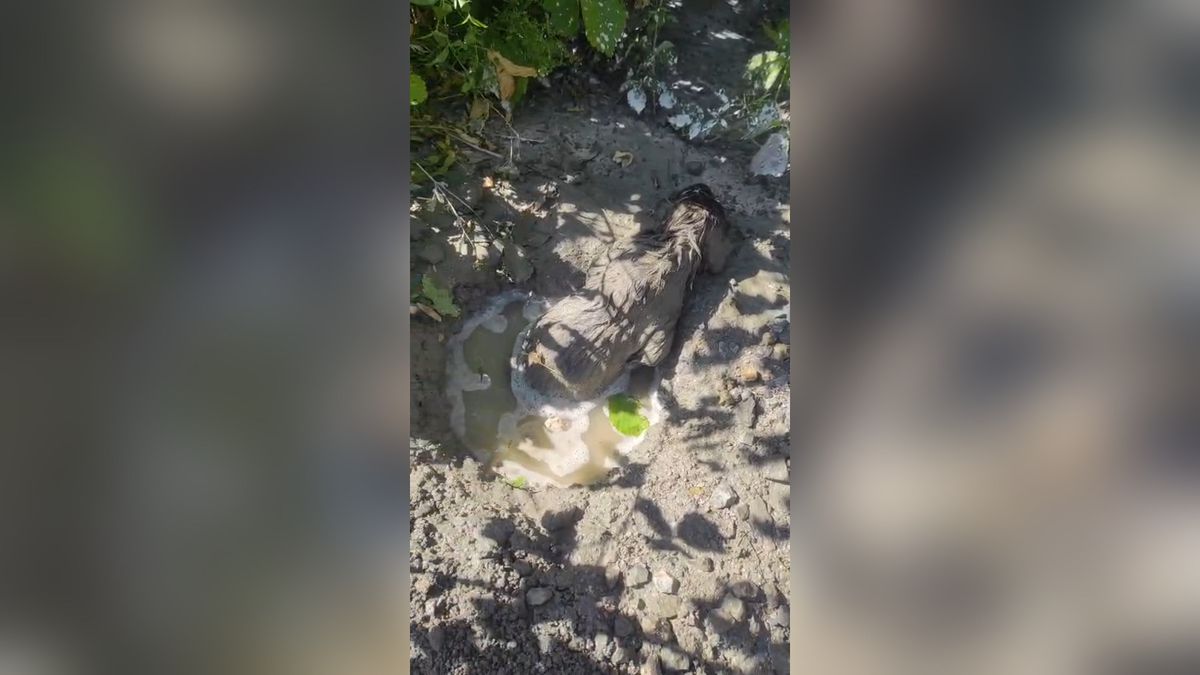 Malatya'da inşaat alanında beton altında kalan yavru bir köpek itfaiye ekipleri tarafından kurtarılıyor.