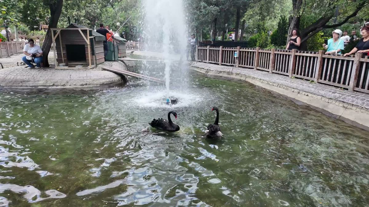 Ankara'nın simge mekanı Kuğulu Park'ta yavru heyecanı... 4 yeni yavru ile kuğu sayısı 18'e yükseldi