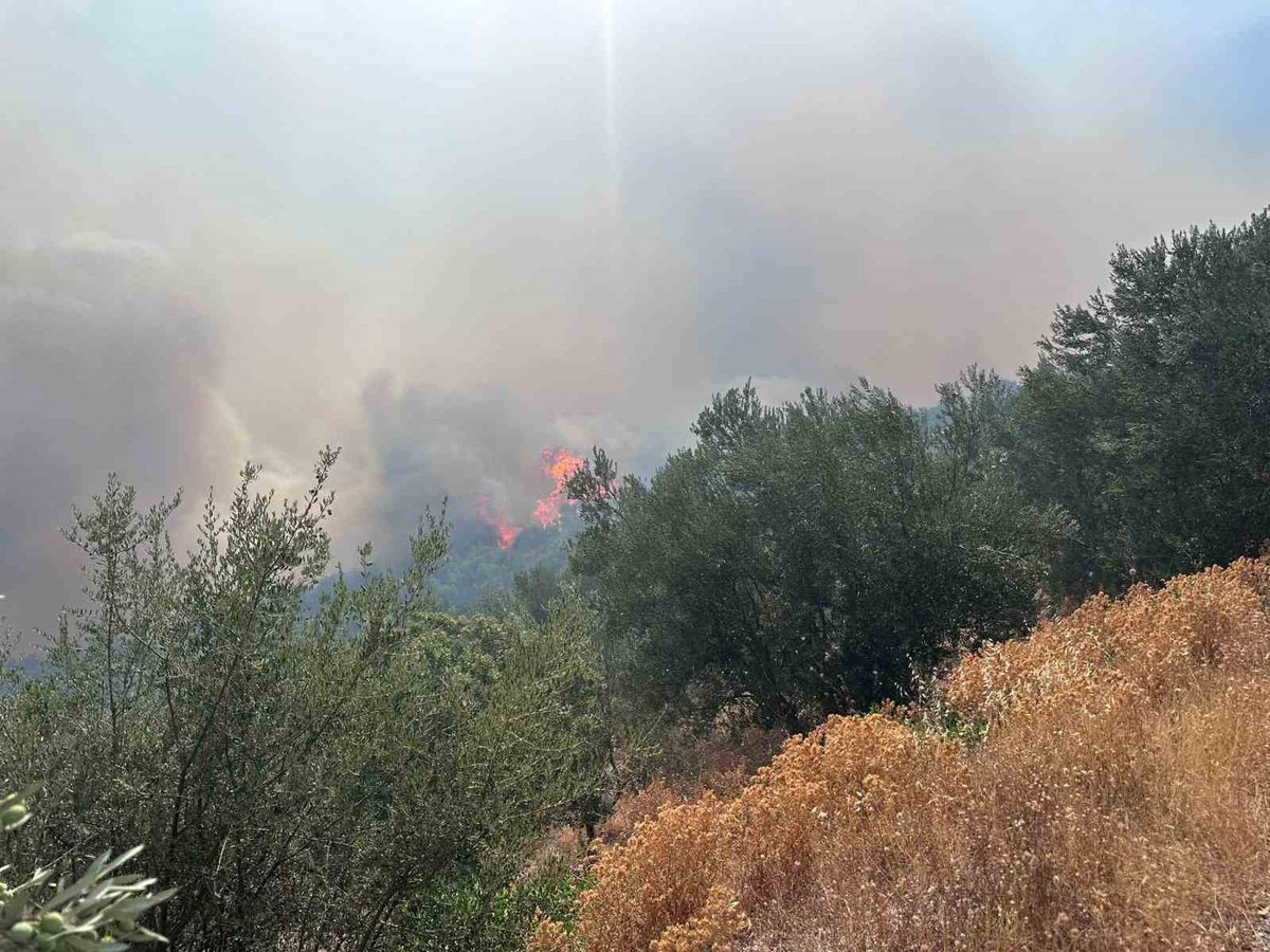 Ayvacık’ta arazi yangını ormana sıçradı