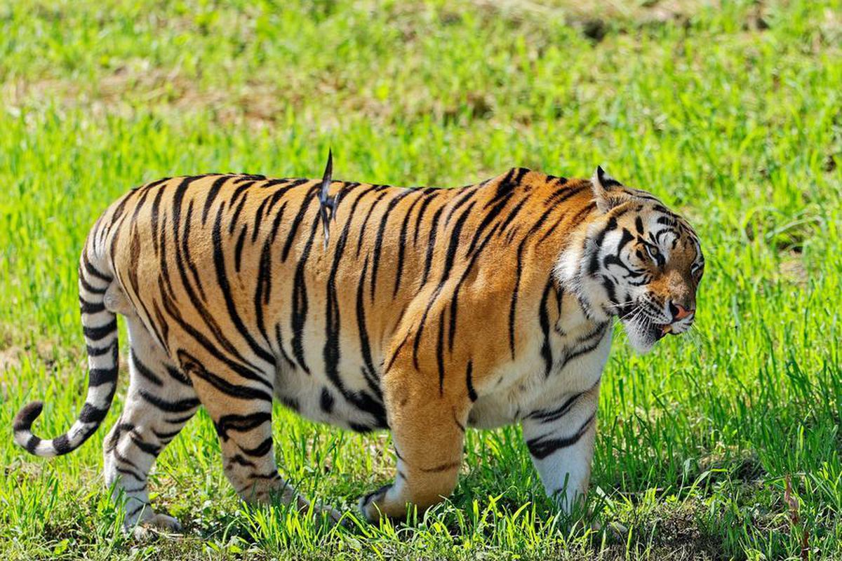 Çin'de yabani Sibirya kaplanı ve leopar popülasyonları önemli ölçüde arttı