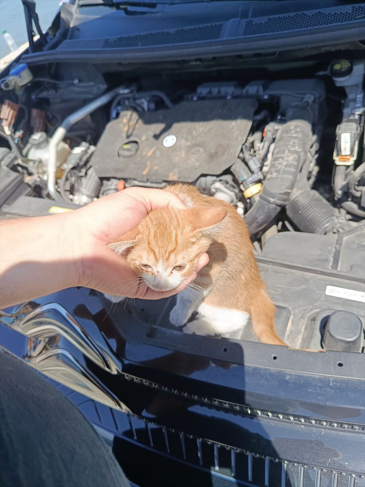 Çınarcık'ta otomobilin motor bölümüne sıkışan kedi yavrusu kurtarıldı