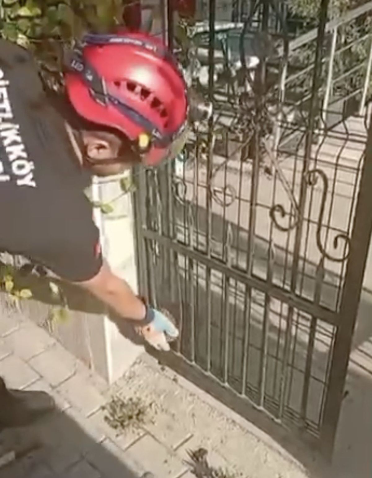 Demir kapıya sıkışan kirpiyi böyle kurtardılar