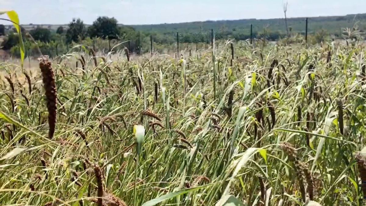 Edirne’de alternatif tarım atağı: Muhabbet kuşu yemi üretimi umut verdi