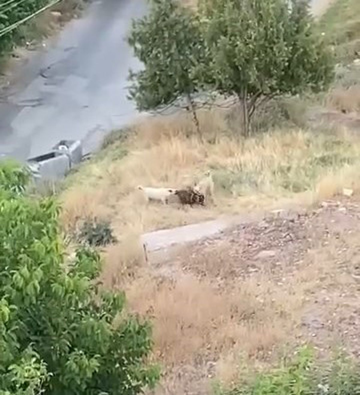 Elazığ’da sokak köpekleri 2 keçiyi telef etti