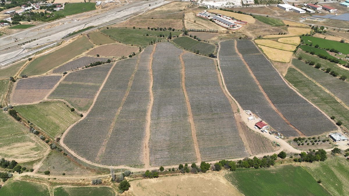Erzincan'da plastik malç uygulaması sebze üreticisine maliyet avantajı sağladı