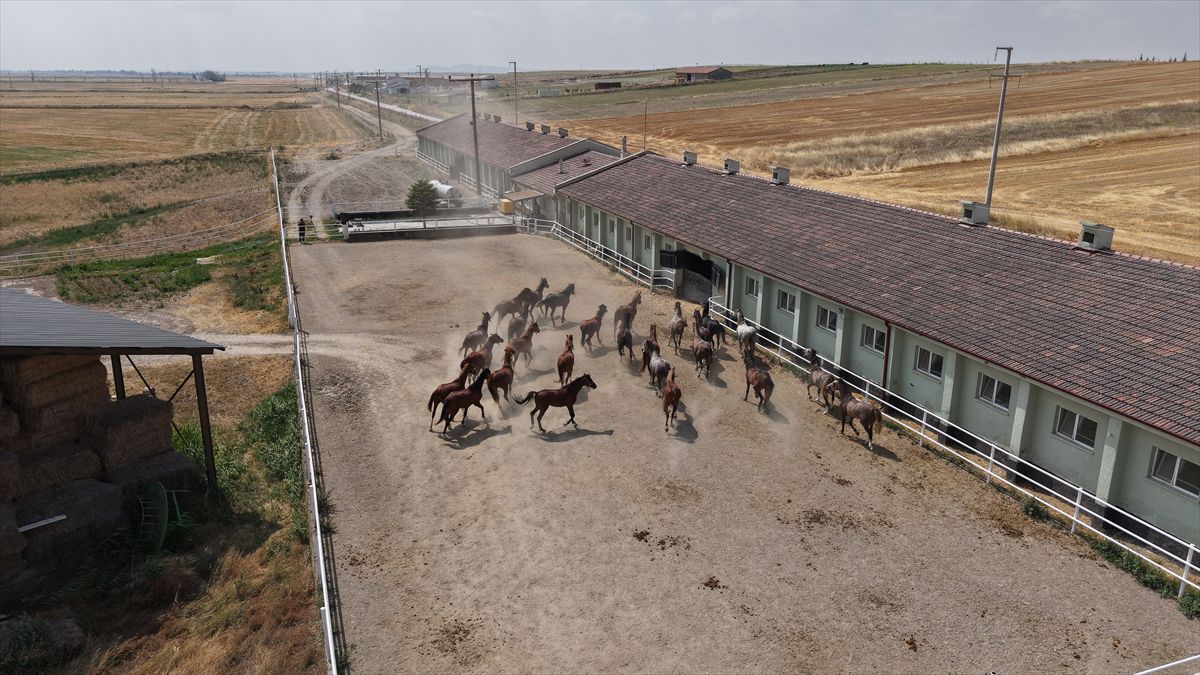 Eskişehir'de yetiştirilen safkan Arap taylarının müzayedesinde 39,5 milyon lira gelir elde edildi