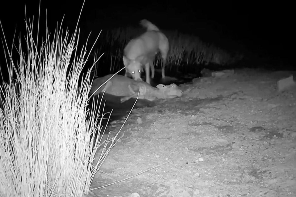 Koyununu ve köpeğini arayan çobanı dehşete düşüren görüntü