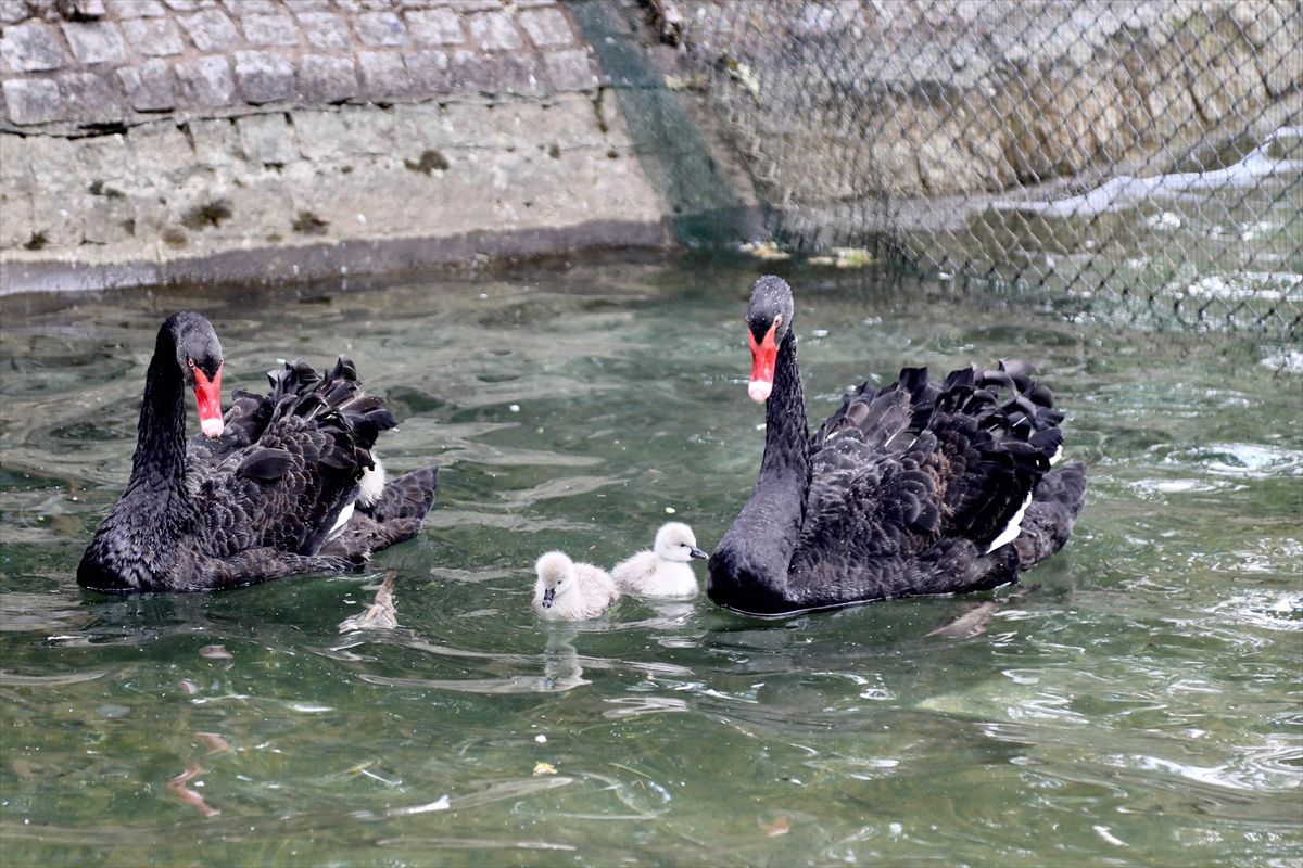 Kuğulu Park'ta yavru heyecanı