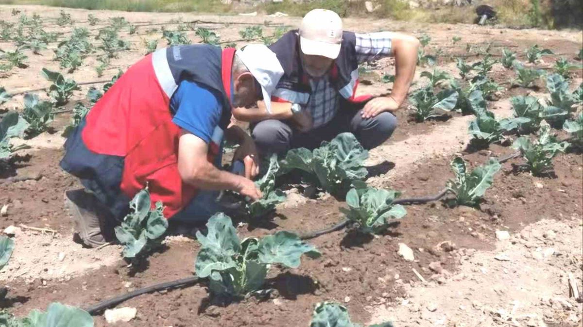 Kütahya’da karnabahar ve çörekotu üretimi denetlendi