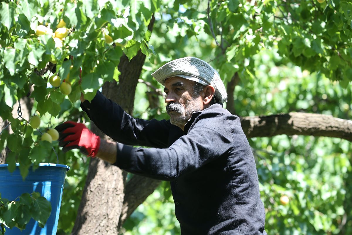 Mikroklimada yetişmesi Kağızman kayısısına lezzet katıyor