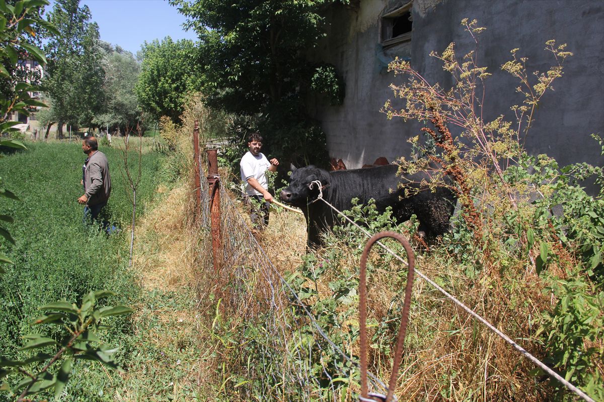 Sivas'ta ahırdan kaçan büyükbaş hayvan 2 saatlik kovalamacanın ardından yakalandı
