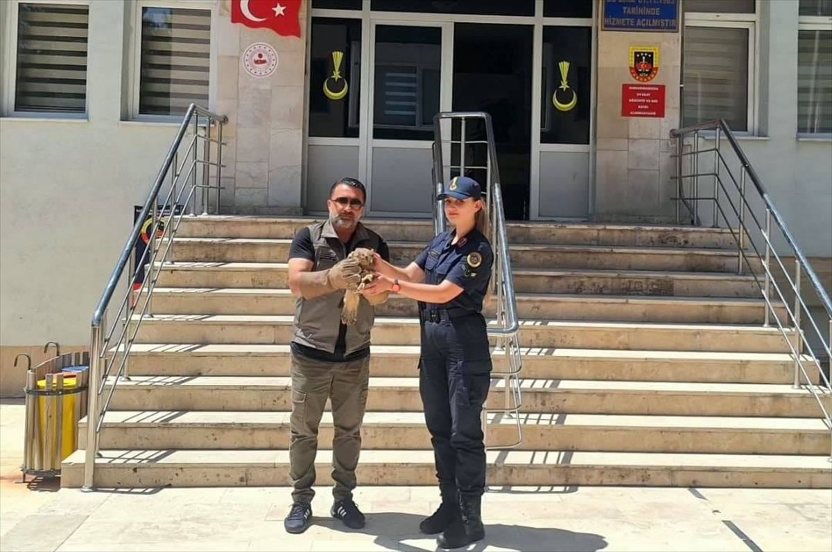 Yozgat'ta yaralı şahin tedavi altına alındı