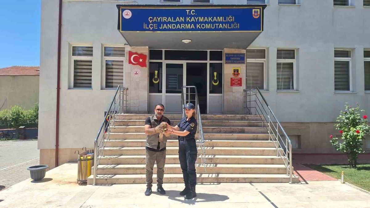 Yozgat’ta yaralı şahin tedavi altına alındı
