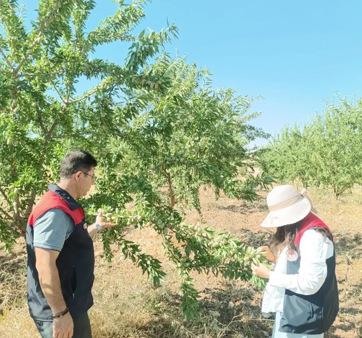 Ağın’da badem bahçelerinde hastalık ve zararlı kontrolleri