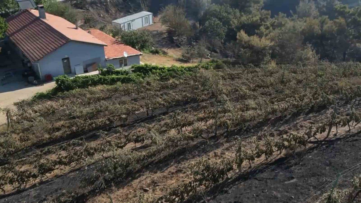 Alevler yılların emeğini kül etti...300 dönüm üzüm bağı ve tesis de küle döndü