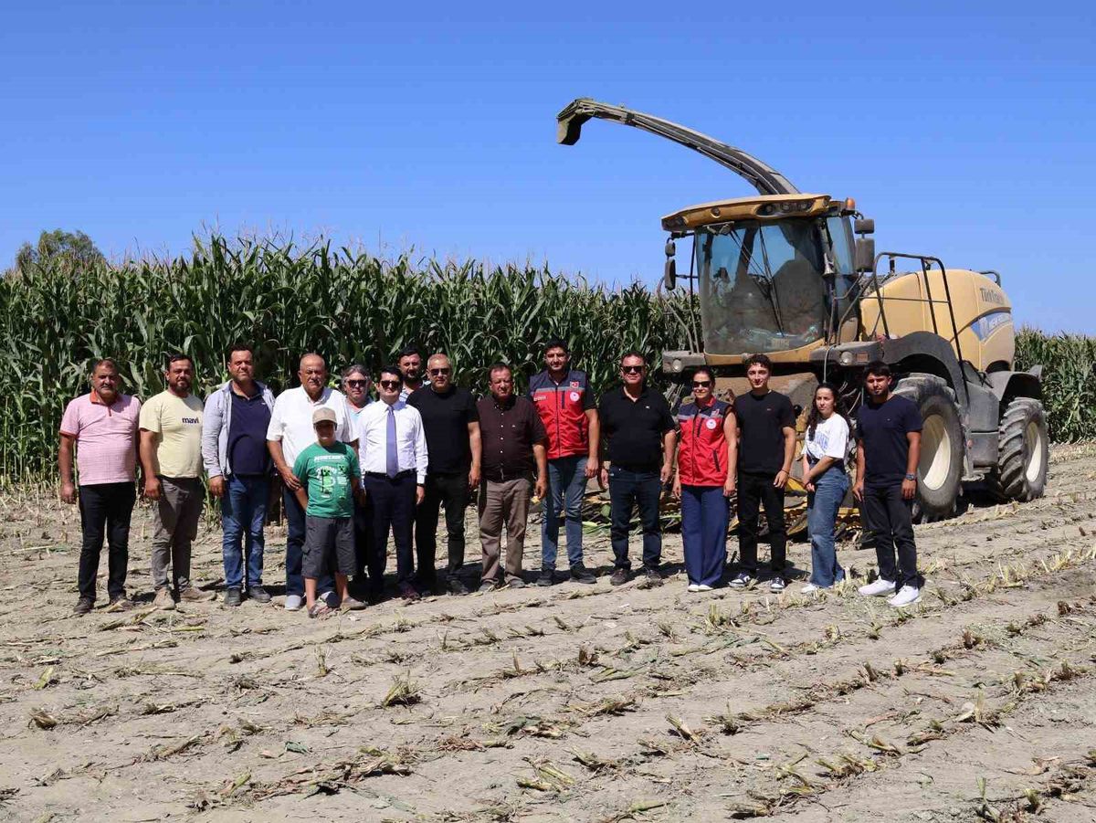 Arsuz’da silajlık mısır hasadı başladı