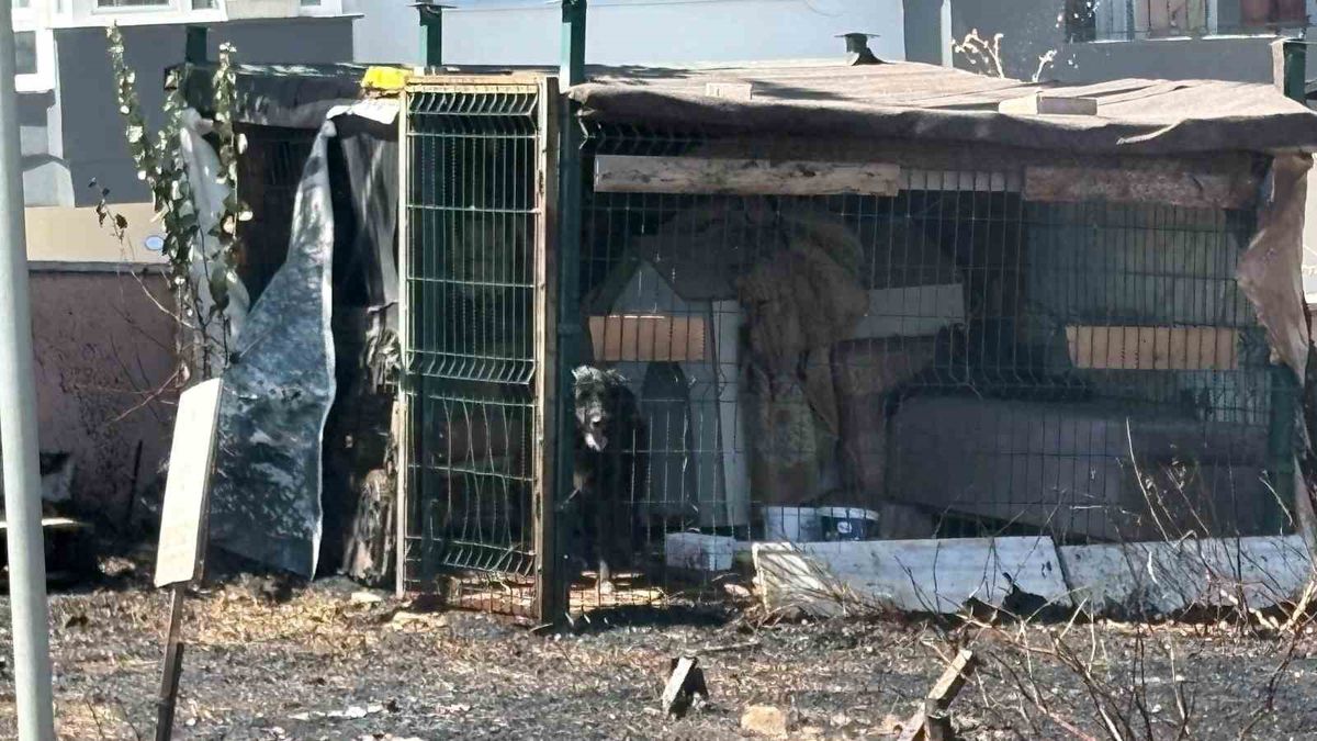 Çanakkale’de yol kenarında çıkan yangında köpek mahsur kaldı
