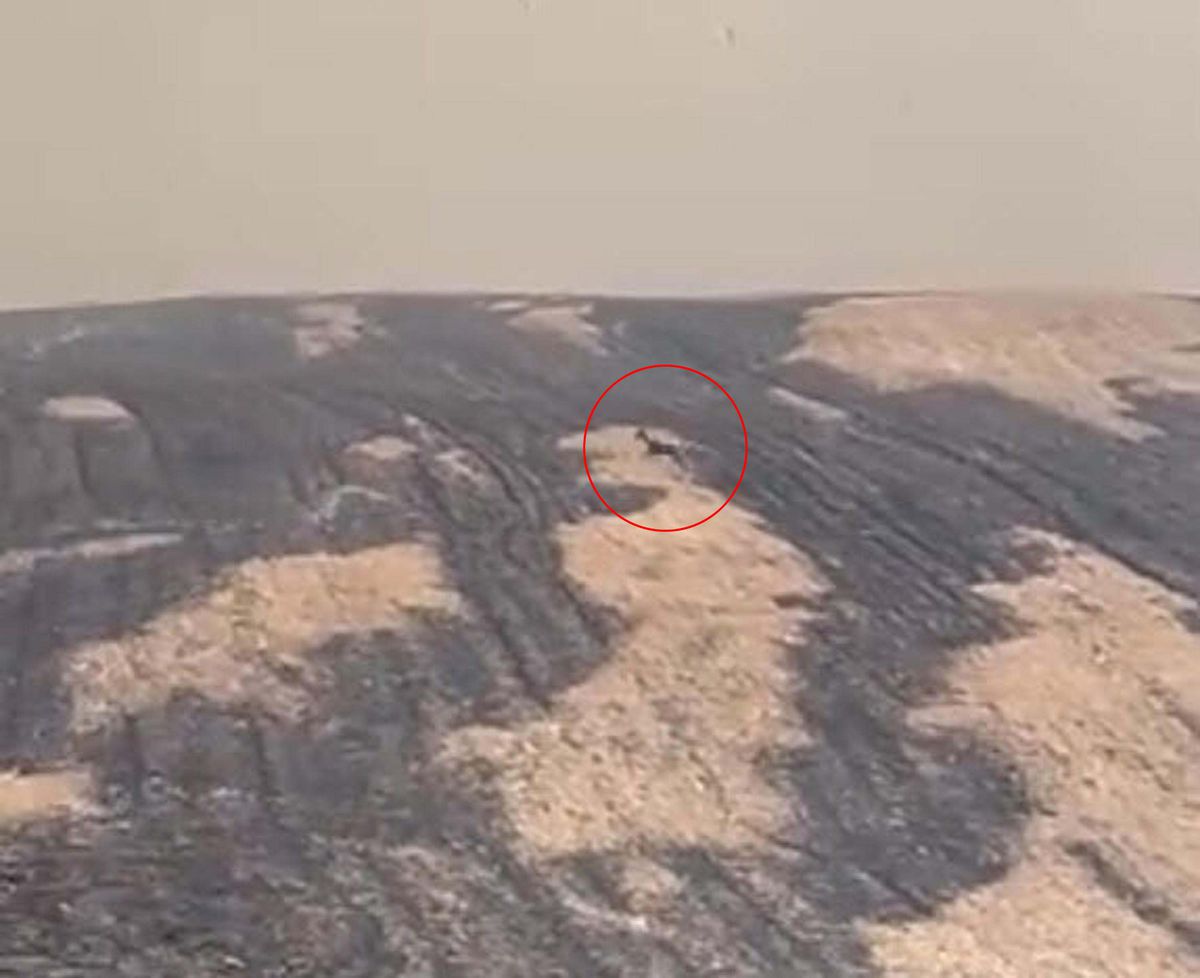 Çanakkale'deki orman yangınında yanan alanlar dronla görüntülendi