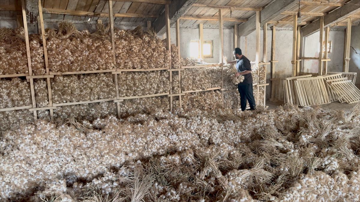 Coğrafi işaret yolundaki Üyük sarımsağı aroması ve dayanıklılığıyla ilgi görüyor