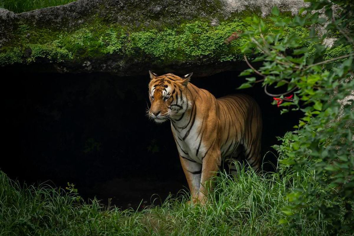 Nepal'de nesli tehlike altındaki Bengal kaplanlarının sayısı arttı