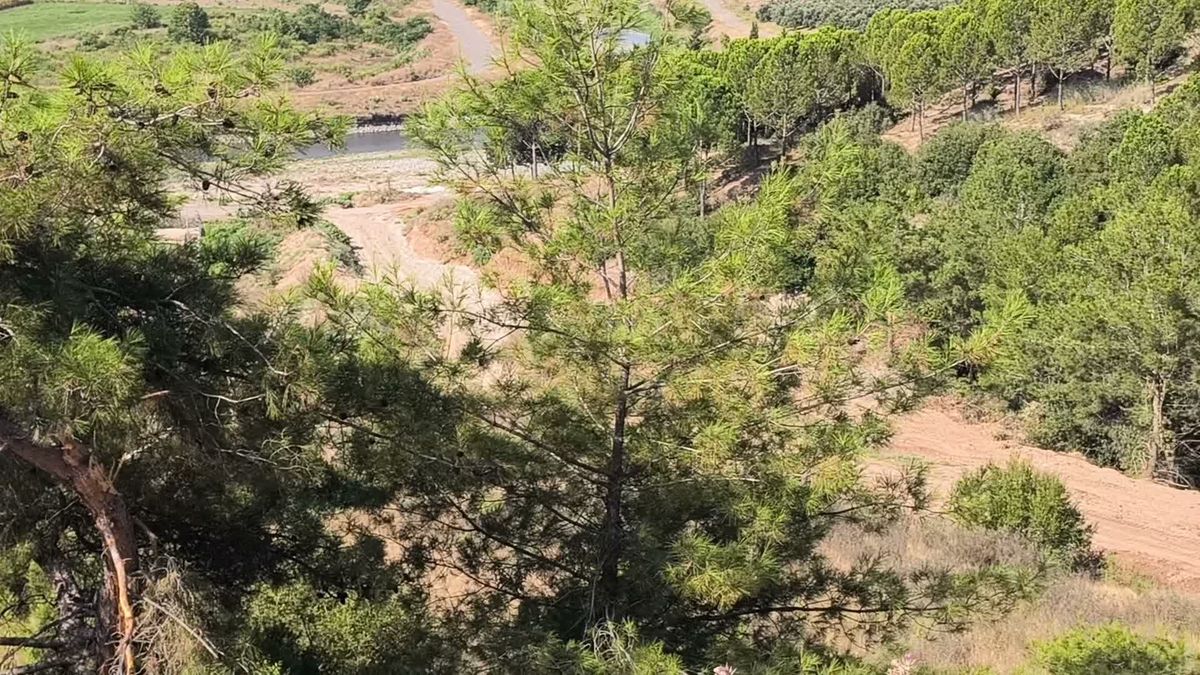 Osmaniye Dervişiye köylüleri: Mahkeme kararına rağmen ormanda katliam yapıyorlar